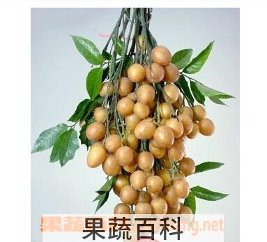 果蔬百科黄皮吃多了会怎么样 吃黄皮有什么作用