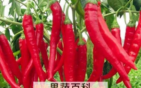 切辣子辣到手指头怎么样可以去辣 辣子切的手辣怎么办