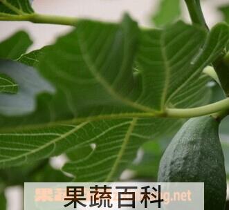 果蔬百科无花果叶子
