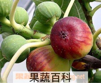 果蔬百科无花果
