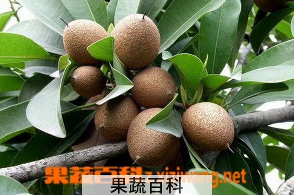 果蔬百科人心果有什么作用