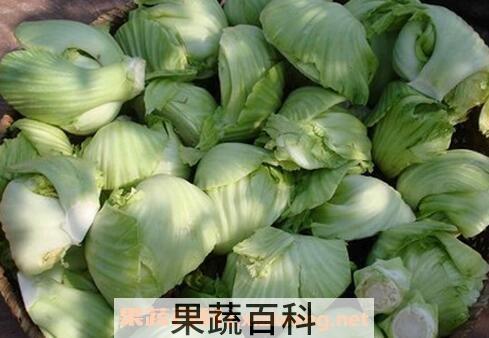 怎么挑选芥茶头