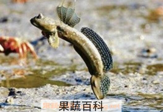 跳跳鱼的营养价值与功效