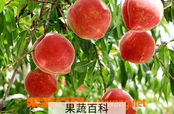 果蔬百科孕妇能不能吃桃子