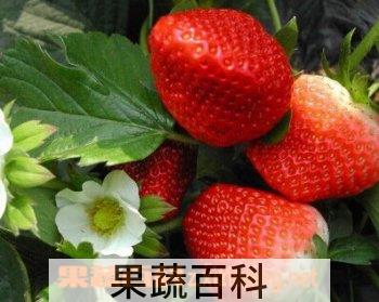 果蔬百科奶油草莓