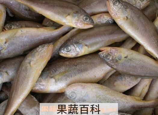 黄花鱼的功效与作用