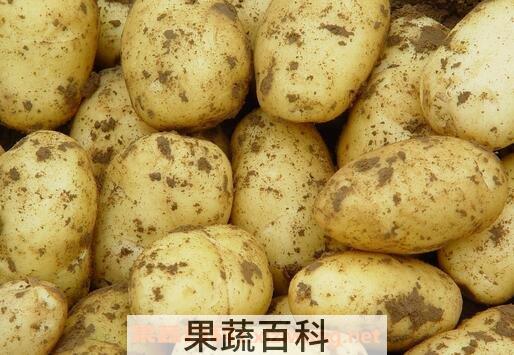马铃薯的营养价值与功效