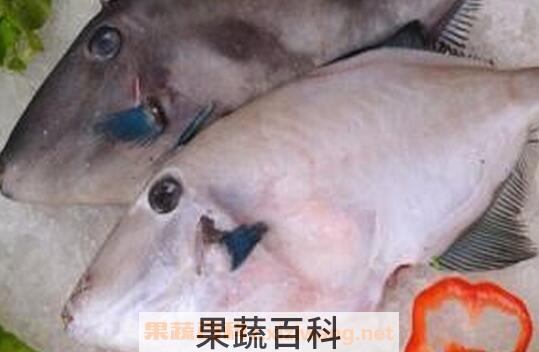 马面鱼的功效与作用