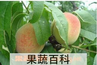果蔬百科桃叶