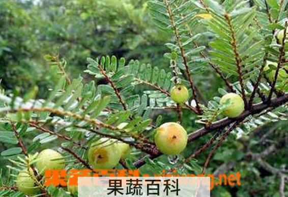 果蔬百科油柑子