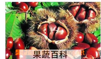 果蔬百科 板栗