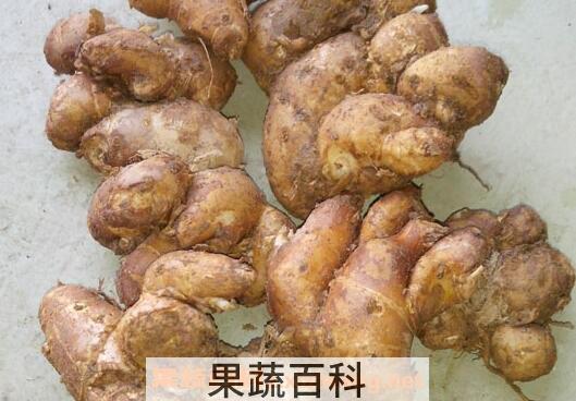 沙姜的功效与作用