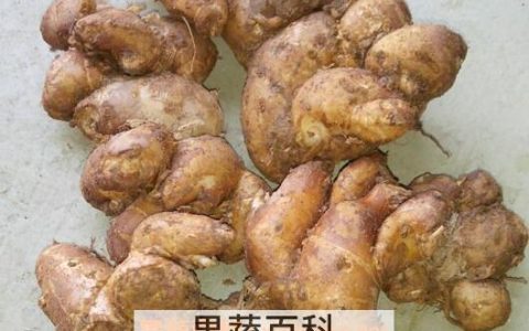 沙姜作用和功效 沙姜的功效与作用及食用方法