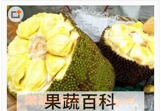 果蔬百科菠萝蜜