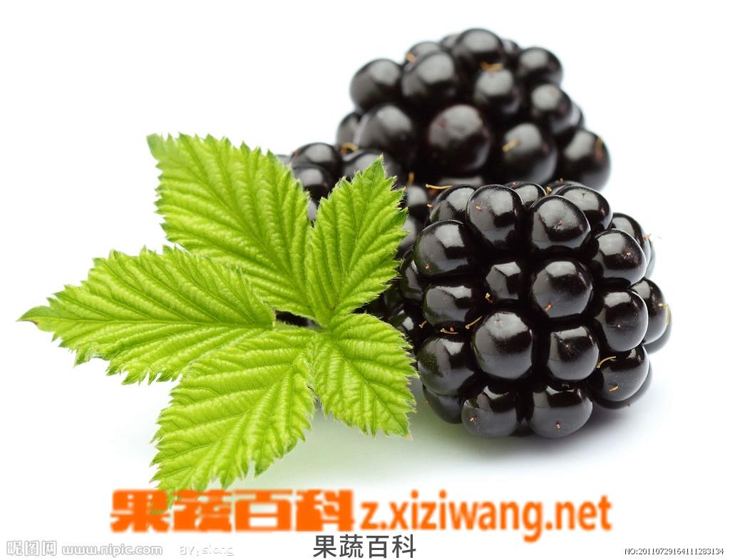 果蔬百科黑莓的作用