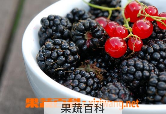 果蔬百科黑莓