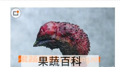 果蔬百科鸡头果