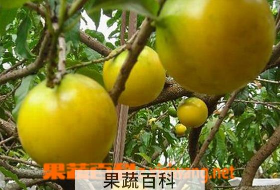 果蔬百科蛋黄果