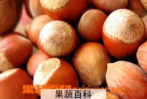 果蔬百科榛子