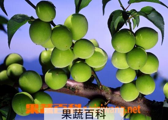 果蔬百科青梅的功效与作用