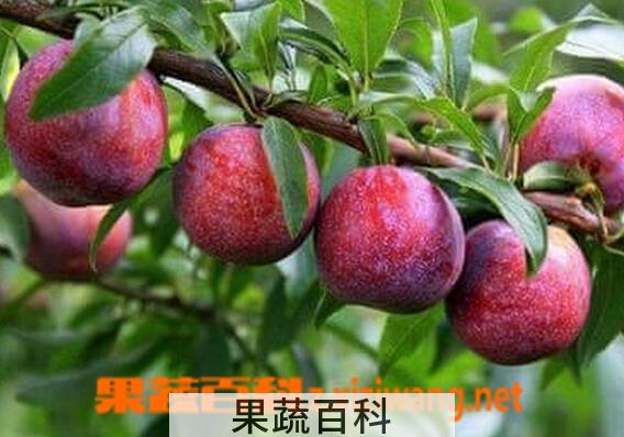 果蔬百科三华李