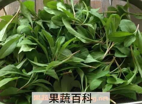 马兰头的药用功效与用法