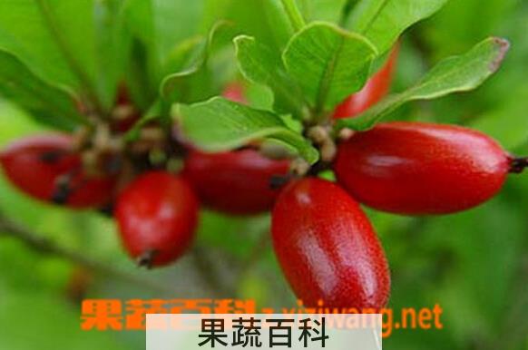 果蔬百科神秘果