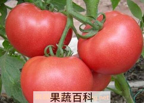 吃番茄的禁忌 吃番茄要注意什么