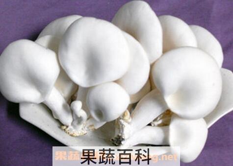 阿魏菇的功效与作用