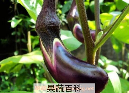 茄蒂的功效与作用