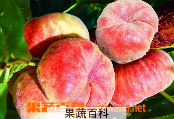 果蔬百科蟠桃