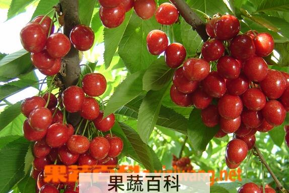 果蔬百科樱桃怎么保存才新鲜