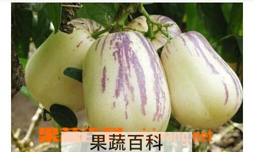 果蔬百科人参果