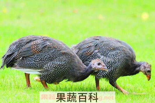 珍珠鸡的营养价值与功效