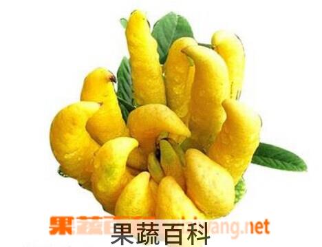 果蔬百科 佛手柑