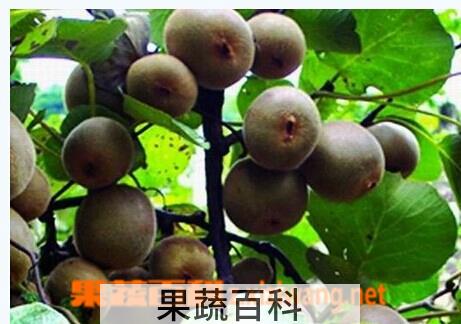 果蔬百科弥猴桃