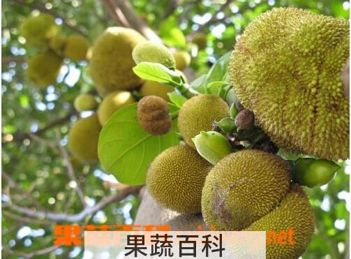果蔬百科波罗蜜
