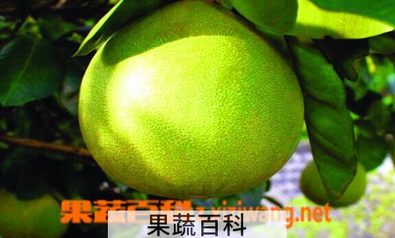 果蔬百科文旦