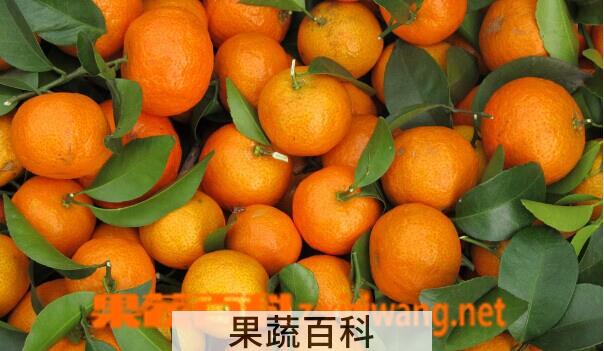 果蔬百科沙糖桔