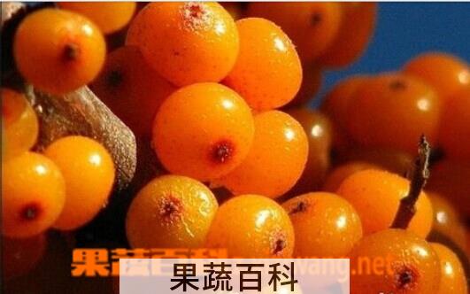 果蔬百科沙棘果