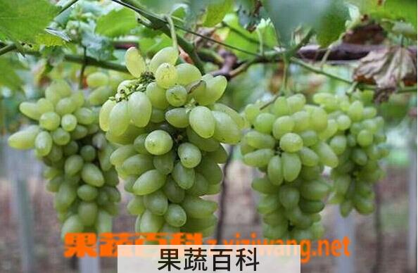 果蔬百科 金手指葡萄的功效与作用