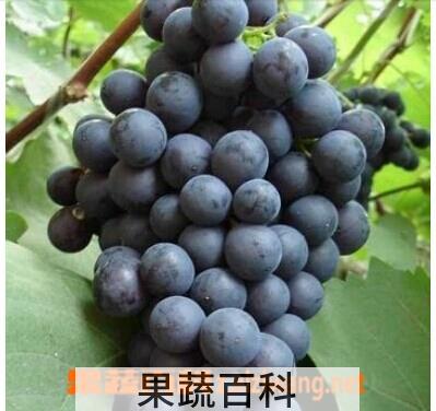 果蔬百科黑葡萄