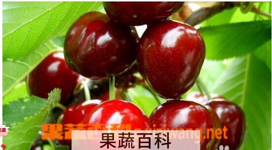 果蔬百科大樱桃