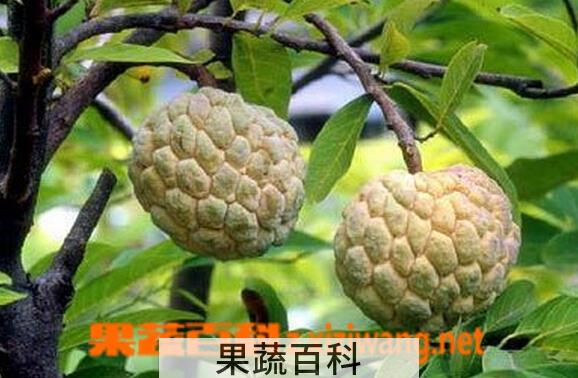 果蔬百科台湾释迦