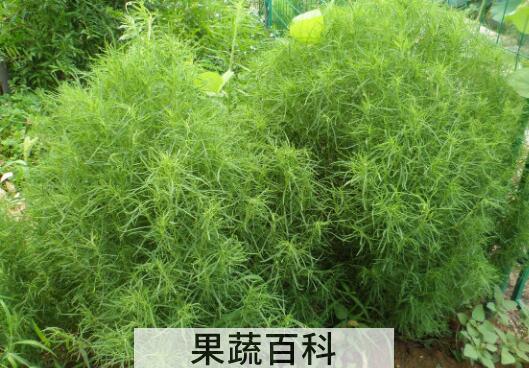 果蔬百科