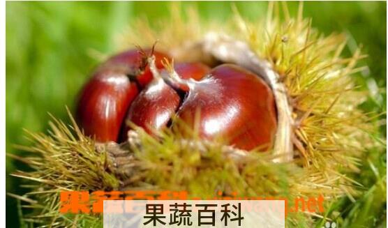 果蔬百科栗子