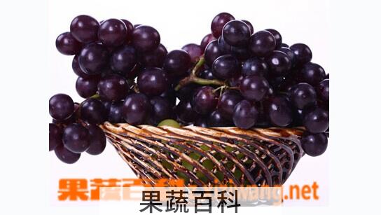 果蔬百科巨峰葡萄