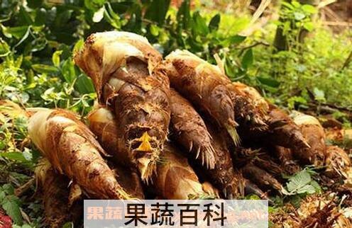 竹笋能吗