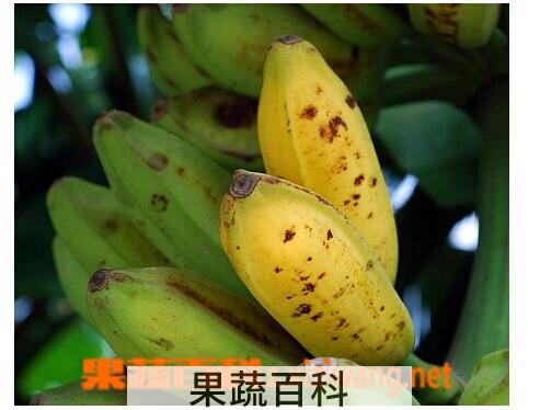 果蔬百科芭蕉