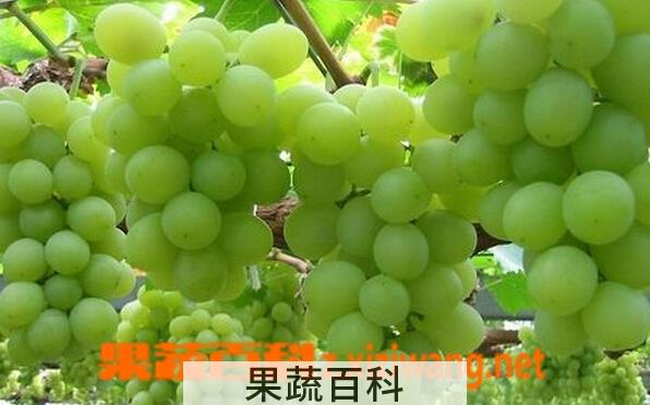 果蔬百科青提子